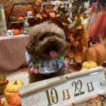仙台ペット宿R with dogご宿泊頂きましたわんちゃんのご紹介