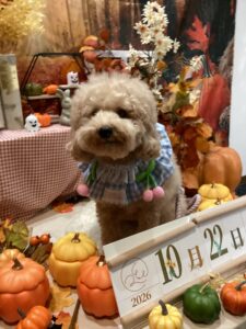 仙台ペット宿R with dogご宿泊頂きましたわんちゃんのご紹介
