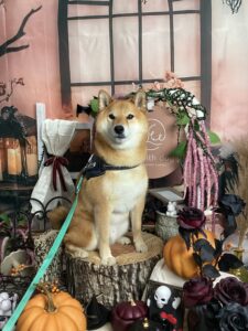 仙台ぺット宿R with dogご宿泊頂きましたわんちゃんのご紹介