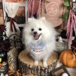 仙台ペット宿R with dogご宿泊頂きましたわんちゃんのご紹介