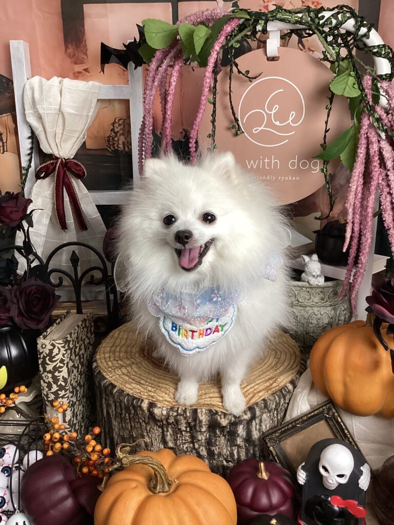 仙台ペット宿R with dogご宿泊頂きましたわんちゃんのご紹介