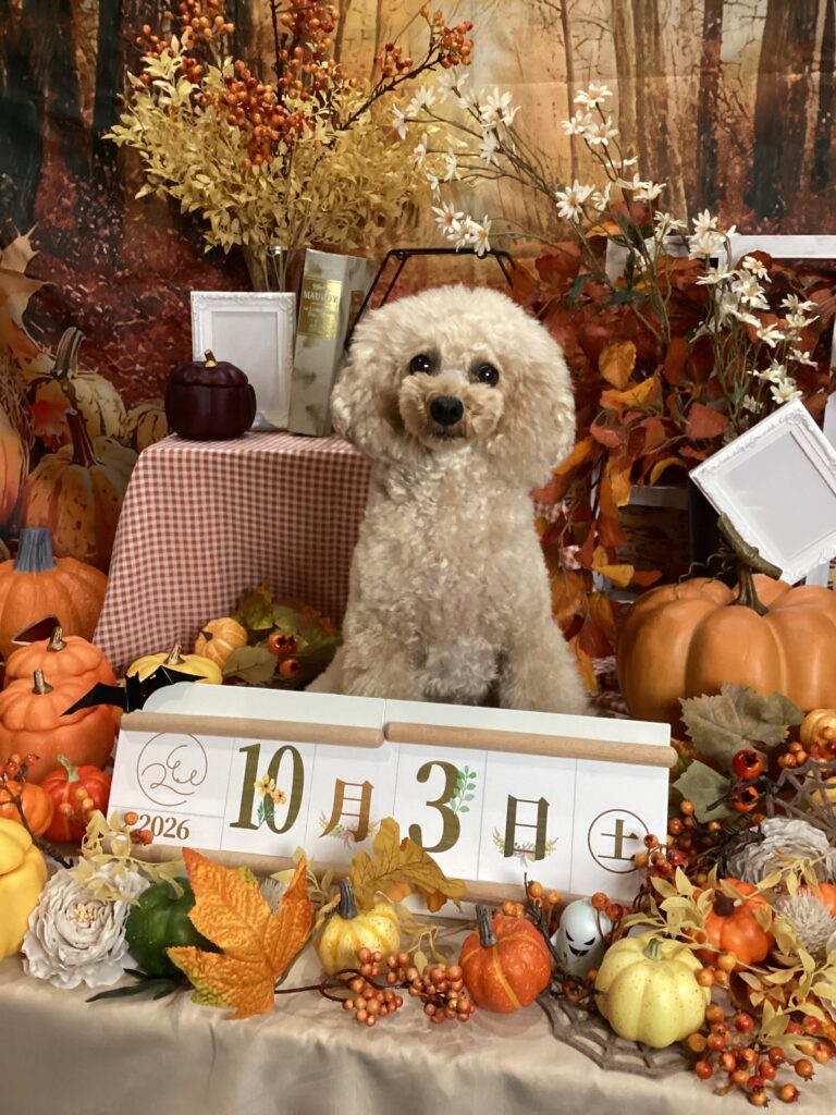 仙台ペット宿R with dogご宿泊頂きましたわんちゃんのご紹介