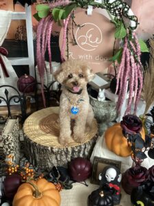 仙台ぺット宿R with dogご宿泊頂きましたわんちゃんのご紹介