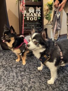 仙台ペット宿R with dogご宿泊頂きましたわんちゃんのご紹介