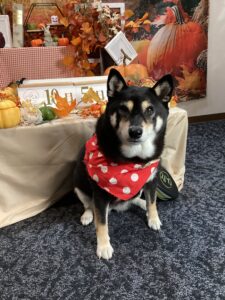 仙台ペット宿R with dogご宿泊頂きましたわんちゃんのご紹介