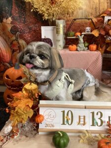 仙台ペット宿R with dogご宿泊頂きましたわんちゃんのご紹介