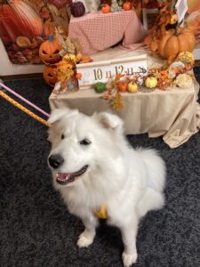 仙台ペット宿R with dogご宿泊頂きましたわんちゃんのご紹介