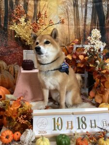 仙台ペット宿R with dogご宿泊頂きましたわんちゃんのご紹介