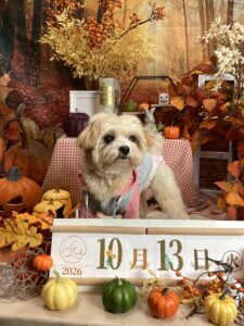 仙台ペット宿R with dogご宿泊頂きましたわんちゃんのご紹介