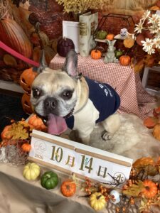 仙台ペット宿R with dogご宿泊頂きましたわんちゃんのご紹介