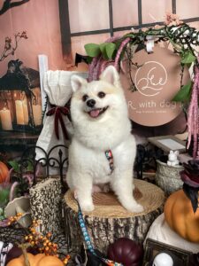 仙台ペット宿R with dogご宿泊頂きましたわんちゃんのご紹介